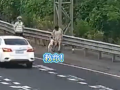 狗在车内拉屎 高速上停车铲屎 司机：应急车道不就是应急的吗?