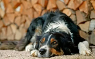 美国多州爆发神秘犬类传染病：最快24小时内变重症，尚不清楚发病机理 ！