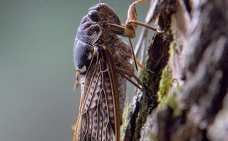 美国面临221年来最大规模“蝉灾”：数万亿只正破土而出 ！