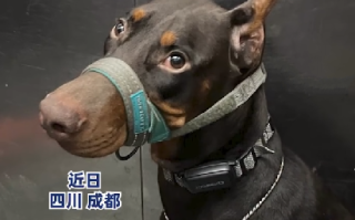 成都一养狗人选择凌晨2点遛狗：希望能给他人提供保护和带来安全感 ！
