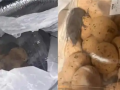 山姆麻薯盒内现活老鼠 当事人：打开那一刻吓蒙了 客服：正在核实 ！