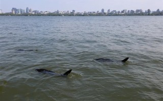 西湖有多条“鲨鱼”出没！景区：系能捞手机的仿生机器鱼 !