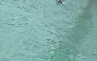 妻子跳江 丈夫下水营救不幸溺亡：女子跳江的原因暂不清楚 ！