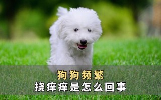 狗狗一直挠痒痒咬腿脚（给狗狗止痒的措施）