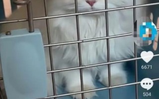 女生归还走失猫咪获主人6万赏金网友吐槽是剧本 失主公司发声明回应：是真实的 ！