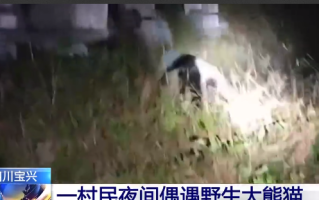 村民夜间偶遇野生大熊猫：被发现被偷拍慢悠悠走向竹林！
