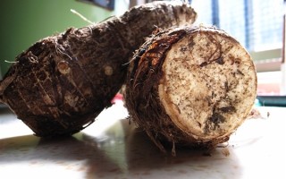 男子误食海芋中毒被送医：又名“滴水观音” 根叶均有剧毒 !