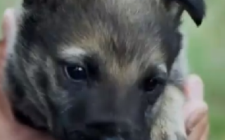 警犬父母生下幼犬取名110：它将在3个月大时踏入“警校”课堂 ！