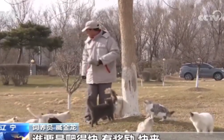 辽宁盘锦40多只猫咪组队守粮仓 ！网友：养猫千日，用猫一时 ！