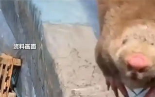 夫妻抓住偷柑橘的竹鼠烤来吃确诊肺炎 医生：这种菌太危险 !