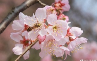 武大樱花开放了！官方：实行网络预约制 不收任何费用 ！