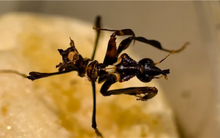 成虫可达13厘米！海关截获大量“螳螂之王”魔王幽灵螳 !