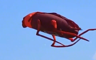 潍坊风筝节惊现飞天蟑螂！广东人急呼再放个拖鞋上去 ！