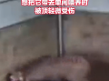 男子被上百公斤梅花鹿顶翻 起身怒敲鹿头 当事人：被顶轻微受伤 !
