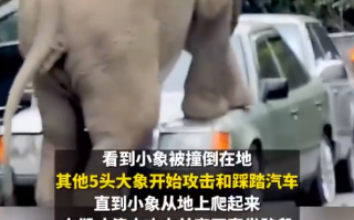 男子驾车误撞小象遭5头大象围攻：直到小象从地上爬起来，才停止攻击并离开事发路段 ！