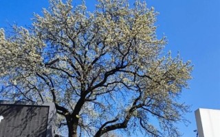 武汉150岁杜梨树开花：游客纷纷前来打卡 ！