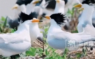 浙江招聘12名守鸟人 日薪300包吃包住 网友心动：还招人吗？