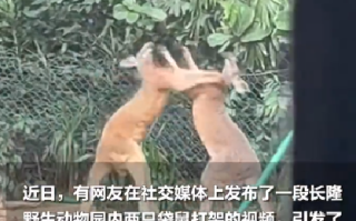 广州一动物园两只袋鼠对打到飞起：旁边还有其他的袋鼠在围观 ！