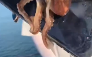 游客海钓上来一只八爪鱼紧抱一部手机不放 网友：自带赎金 !