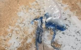 三亚辟谣多海域现剧毒僧帽水母：该物种是蓝瓶僧帽水母 ！