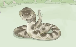 35斤重 2.5米长！福建龙岩一工地挖出“冬眠”蟒蛇 ！