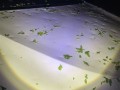 北京冰雹车盖被砸出气泡膜！车主：车玻璃砸碎 车身全是坑  !