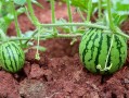 小西瓜的种植技术与管理（小西瓜的种植技术和管理要点） !