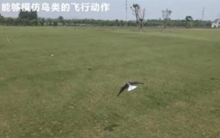 西工大仿生扑翼飞行器“小隼”亮相：翅膀可扑动、折叠 还原鸟类飞行 ！