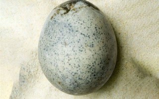 英国出土1700年前鸡蛋发现仍有蛋液：但臭气熏天 ！