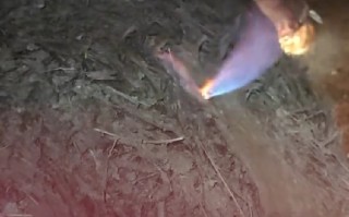  骡子肚子发胀兽医放气点火治疗 画面堪比特效！网友直呼活久见 ！