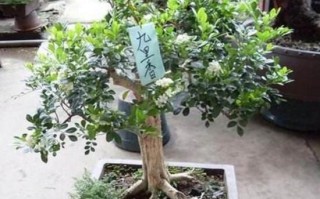 九里香怎么修剪（修剪九里香需要注意得事项有哪些） ！