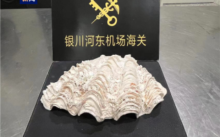 1.5公斤重！宁夏首次查获砗磲贝壳实体：国家一级保护海洋生物 !