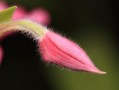 花蕾和花蕊的区别（花朵中的花蕾和花蕊的含义区别） ！