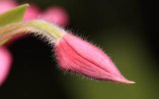花蕾和花蕊的区别（花朵中的花蕾和花蕊的含义区别） ！