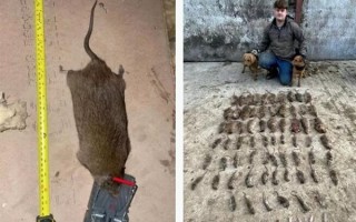 英国捕鼠者捕捉到比狗还大的老鼠：越发大胆 根本不在乎人和猫 ！