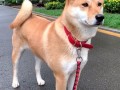 中华田园犬禁养 网友吵翻老祖宗严选为啥不让养：多部门回应了 ！