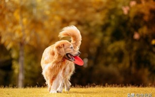 宠物狗疫苗怎么打（给狗狗打疫苗前需要做好哪些准备） ！