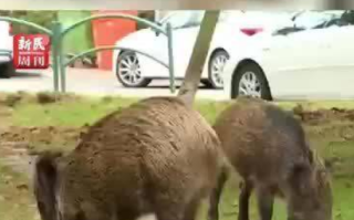 加拿大“超级猪”入侵美国！专家：该猪繁殖强 难消灭 ！