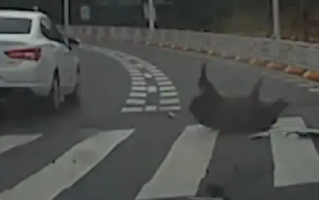 市民驾车与野猪相撞 被判全责 ！网友调侃：野猪没事就行 ！