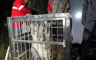 西宁野生动物园“越狱”雪豹“闹闹”已被找到：一脸不开心 !