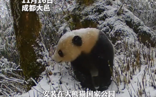 红外相机拍到野生大熊猫雪地行走：正在觅食 ！
