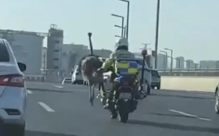 鸵鸟在街头狂奔 交警:跑了几十公里，动物园将鸵鸟控制带走了！