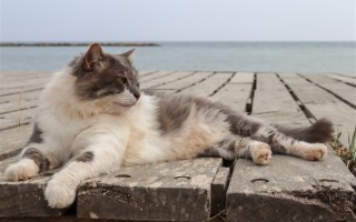 男子被流浪猫绊倒致十级伤残 投喂者判赔24万 官方：构成饲养关系 ！