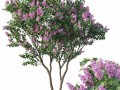 丁香花树长什么样（介绍丁香花树的外观特点） ！