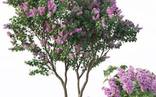 丁香花树长什么样（介绍丁香花树的外观特点） ！