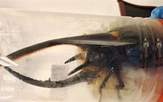 男子携带333只甲虫进境被查：可长到11厘米 属于外来物种 !