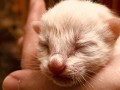 刚出生的小猫怎么养（如何正确养护刚出生的小猫） ！