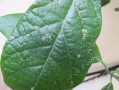 花长腻虫如何防治（如何控制花卉上的腻虫） ！