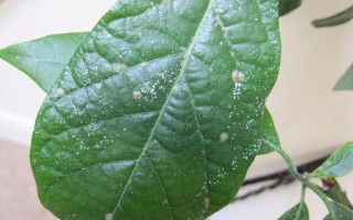 花长腻虫如何防治（如何控制花卉上的腻虫） ！