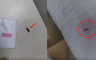 女生称未开封卫生巾内有活虫 ！客服回应：可能是仓储运输等环节导致 ！